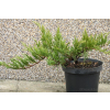 Jałowiec sabiński Tamariscifolia -  Juniperus sabina
