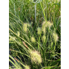 Rozplenica japońska-Pennisetum alopecuroides
