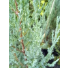 Jałowiec skalny Blue Arrow - Juniperus scopulorum
