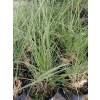 Przyostnia Lindheimera - Muhlenbergia Lindheimeri