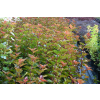 Pęcherznica kalinolistna Magic Ball - Physocarpus opulifolis