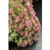 Oregano Kent Beauty - Origanum rotundifolium