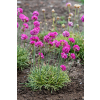 Zawciąg nadmorski Nifty Thrifty - Armeria maritima