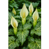 Obrazki włoskie - Arum italicum
