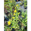 Dzielżan Hoopesa-Helenium Hoopesa