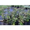 Fotergilla mieszańcowa Sea Spray - Fothergilla x intermedia
