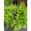 Żywotnik zachodni Danica-Thuja occidentalis