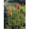 Trytoma groniasta-Kniphofia