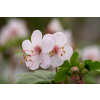 Bodziszek korzeniasty Geranimo White - Geranium macrorrhizum