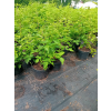 Malina okazała Olympic Double - Rubus spectabilis