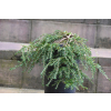 Choina kanadyjska Cole's Prostrate -Tsuga canadensis 0003