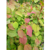 Grujecznik japoński-Cercidiphyllum japonicum