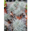 Kostrzewa sina Uchte - Festuca glauca Uchte