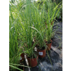 Trawa pampasowa Pink Feather - Cortaderia selloana