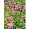 Firletka smółka-Lychnis viscaria