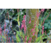 Rdest himalajski Keep Smiling - Persicaria amplexicaulis