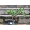 Jałowiec chiński Shimpaku - Juniperus chinensis 0086
