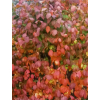 Trzmielina płaskoogonkowa-Euonymus planipes