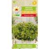 Oregano