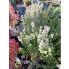 Macierzanka cytrynowa Gold Stream -Thymus x citriodorus