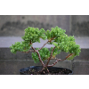 Jałowiec rozesłany Nana - Juniperus procumbens 0022