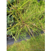 Żywotnik zachodni Filiformis-Thuja occidentalis