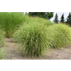 Miskant chinski Little Zebra - Miscanthus sinensis