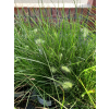 Rozplenica japońska-Pennisetum alopecuroides