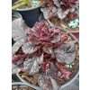 Dąbrówka rozłogowa bordowa-Ajuga reptans
