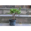 Jałowiec chiński Shimpaku - Juniperus chinensis 0083