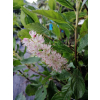 Orszelina olcholistna Ruby Spice - Clethera alnifolia