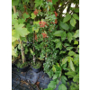 Ognik Orange Glow-Pyracantha