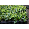Runianka japońska Green Carpet - Pachysandra terminalis