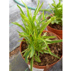 Odętka wirginijska Alba - Physostegia virginiana