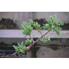 Jalowiec łuskowy Holger - Juniperus squamata 0003