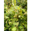 Fotergilla olszolistna Carolina (Brian Upchurch)-Fothergilla gardenii