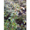 Irga okrywowa-Cotoneaster