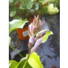 Funkia z białymi obrzeżami-Hosta