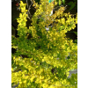 Berberys Thunberga Sunsation-Berberis thunbergii