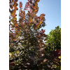 Perukowiec podolski Royal Purple-Cotinus coggygria