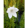 Platykodon biały-Platycodon grandiflorus