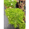 Macierzanka wczesna-Thymus praecox Albiflorus