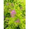 Tawuła japońska Golden Princess-Spiraea japonica