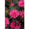 Pysznogłówka ogrodowa Baby Spice - Monarda hybrida Baby Spice
