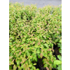 Dereń powabny Lady Jane-Cornus amomum