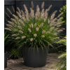Rozplenica japońska  Cassian - Pennisetum alopecuroides