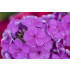 Płomyk wiechowaty Lavendelwolke - Phlox paniculata