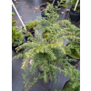Choina kanadyjska-Tsuga canadensis