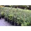 Jodła Frasera-Abies fraseri