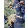 Jałowiec pospolity Kalebab - Juniperus communis